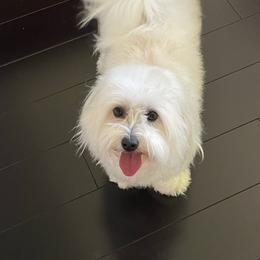 Coton de Tulear puppies from Helmvine Cotons, Helmvinecotons.net