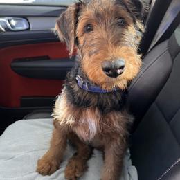 Boy 3 - male Airedale Terrier puppy in Lodi, California from Zinful Airedales
