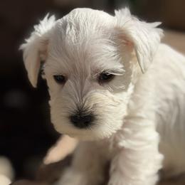 Howie - White male Miniature Schnauzer puppy in Brownwood, Texas from Texas Dreams Mini Schnauzers