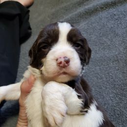 River - Liver and white English Springer Spaniel puppy in North Carolina from Morrow MountainSpringers