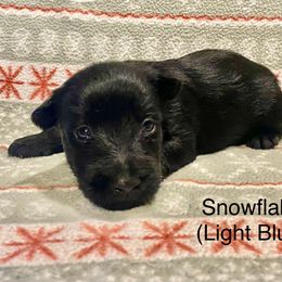 Snowflake (Light Blue) - Black female Scottish Terrier puppy in Jefferson, North Carolina from McGuire’s High Country Terriers