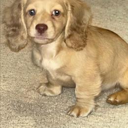 Holly - Cream female Dachshund puppy in Tifton, Georgia from Conger's Lil Smokies