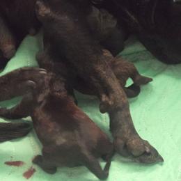 B - Brindle female Staffordshire Bull Terrier puppy in Brandon, Florida from Angels & Myths