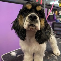 Girl 1 (Donita) - Cocker Spaniel puppy in Pennsylvania from Gypsyrose Cockers
