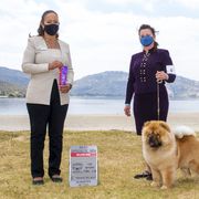 Chow Chow Puppies from Naiman Chow Chows