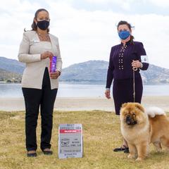 Chow Chow Puppies from Naiman Chow Chows