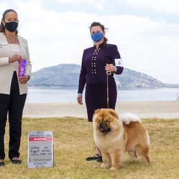 Chow Chow Puppies from Naiman Chow Chows