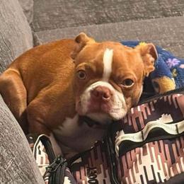 TATOR - Red female Boston Terrier puppy in Anderson, South Carolina from Lola’s House of Bostons & Rescue