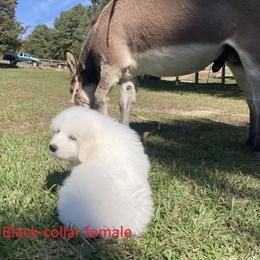Great Pyrenees Puppies from Sweet Land of Liberty
