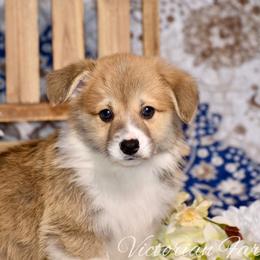 Beans - Red male Pembroke Welsh Corgi puppy in East Canton, Ohio from Victorian Farms