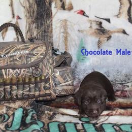 Labrador Retriever Puppies from Copper Creek Outfitters and Kennel