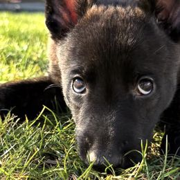 Dutch Shepherds from Ruka the Dutch Shepherd