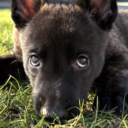 Dutch Shepherds from Ruka the Dutch Shepherd