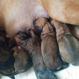 Rhodesian Ridgeback Puppies from Mutare Ridgebacks