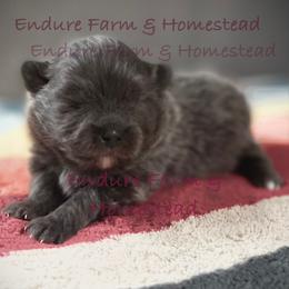 Cookie - Blue female Pomeranian puppy in Plantersville, Texas from Endure Farm Inc