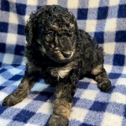 Ranger - Phantom male Poodle puppy in Liberty, Texas from Poodles and Doodles Most Excellent Adventures