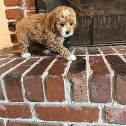 Piggie - Brown and white female Bernedoodle puppy in Gainesville, Florida from Alyssa Xxweetdoodles