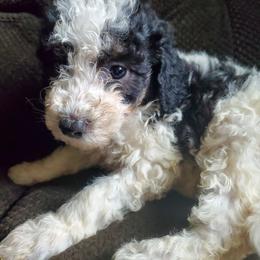 Pomeranian and Sheepadoodle Puppies from Fluffy Wonders Poms and Doodles