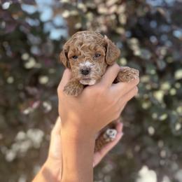 Bonnie - Apricot female Goldendoodle puppy in Salt Lake City, Utah from Sweet T Doodles