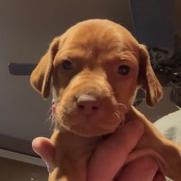 Hattie - Golden rust female Vizsla puppy in Plymouth, Minnesota from Carlson Vizslas