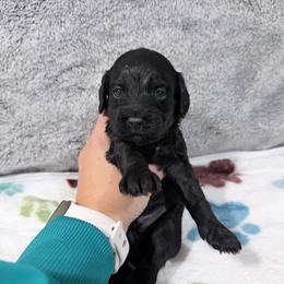 Cedar - Black male Cockapoo puppy in Clarks Summit, Pennsylvania from M&M Cockapoos