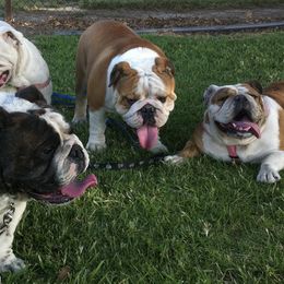 Bulldogs from I Love English Bulldogs