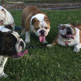 Bulldogs from I Love English Bulldogs