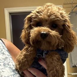 Buttons - Poodle