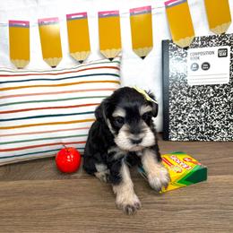 Daytona - Black and silver female Miniature Schnauzer puppy in Huntington, Utah from Schnauzers on Robinson Lane