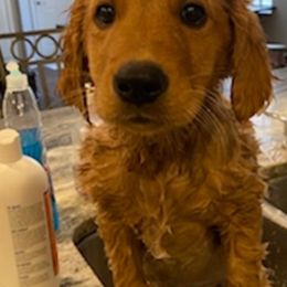 Golden Retrievers from Life is Ruff Golden Retrievers LLC