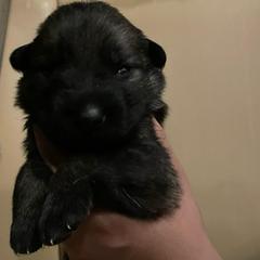 Vino (Green) - Sable male German Shepherd puppy in Pahrump, Nevada from Wachhund Kennels