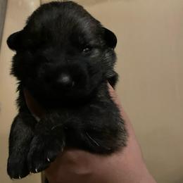 Vino (Green) - Sable male German Shepherd puppy in Pahrump, Nevada from Wachhund Kennels