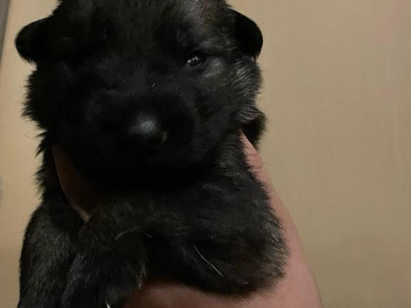 Vino, sable German Shepherd puppy