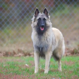Haukea - Belgian Tervuren
