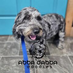 Double Doodles and Poodles from Abba Dabba Doodles