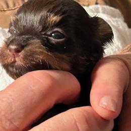 Boy 2 - Chocolate male Havanese puppy in Melba, Idaho from Lawson Havanese