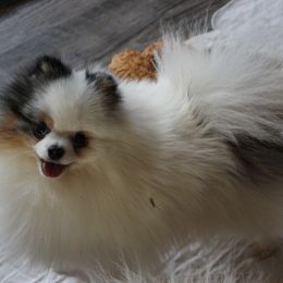 Phantom - Pomeranian