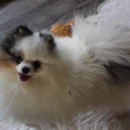 Phantom - Pomeranian