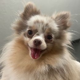 Lexi - Pomeranian