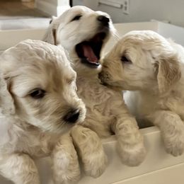 Goldendoodle Puppies from Bianca Bleu Goldendoodles