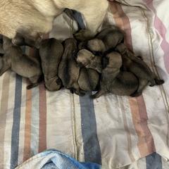 Boy 1 - Pug puppy in South Carolina from Pugs From the Corner