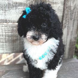 Bora Bora - Parti female Goldendoodle puppy in Mc Kinney, Texas from Flair Doodles
