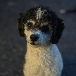Auzzie - Poodle