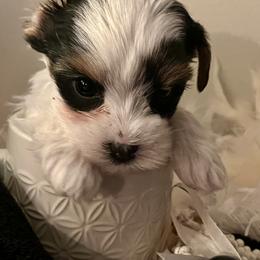 Winston - Parti male Yorkshire Terrier puppy in Croydon, Utah from Yorkshire terrier