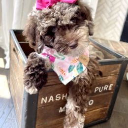 Australian Labradoodle, Cavapoo, and Cockapoo Puppies from Faith, Hope, and Doodles