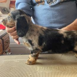 Dachshund Puppies from Strom Ranch