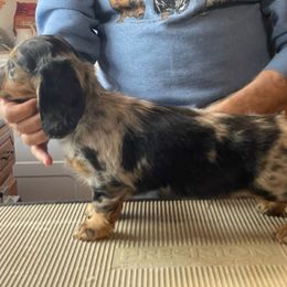 Dachshund Puppies from Strom Ranch