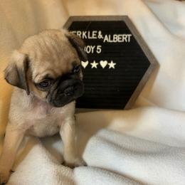 Boy 5 - Fawn male Pug puppy in Norborne, Missouri from Pug Palace