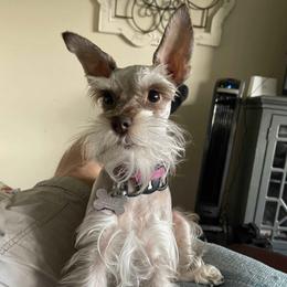 Miniature Schnauzers from J’s Minis