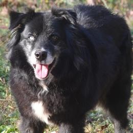 Steel - Black & white male Miniature Australian Shepherd puppy in Patterson, North Carolina from DreamLine Aussies